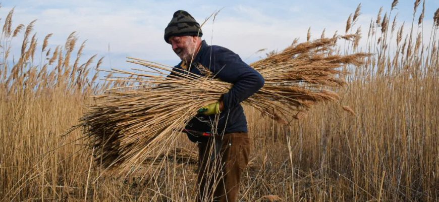 На крыше Тома Аллана: Возрождение соломенной кровли